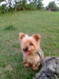 coco