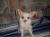 Tinkerbell