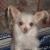 Tinkerbell