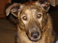 Macey
