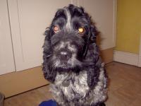 fred