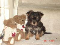 Isabella "Izzy"