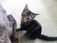 Azrael