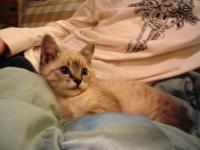 Atticus