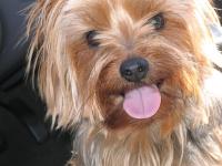 Dixie