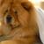 Bear Bear