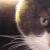 Emma-the-cat