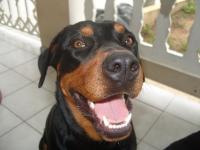 Perla