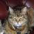 Tabbyfur