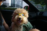 louie lee