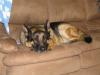 napping on the couch