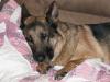 another nap on the couch