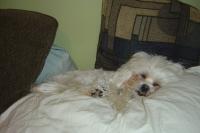 Zoee