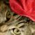 Stimpson Jay Cat aka Stimpy
