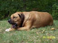 Tugger
