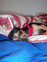 Max