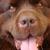Lukas (Aust GRAND CH Paddlepaws Code Red)