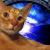 Teal'c (Lalibella St George Radcliff) Elwell-West
