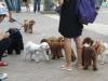 too many poodles if you ask me.