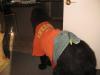 Poor wee man.... Bandages cover a third of his side - so covered him up with a t-shirt....