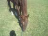 my baby Shortykins getting to eat grass after his morning rehab session!