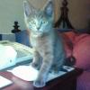 Toby computin'-he still has that kitten fluff in this pic.