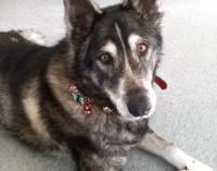 Tundra