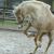 Flash Furlong