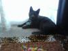 Toby with his Secret Paw gifts-he's about 4 1/2 months old and getting that adult cat look.