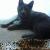 Toby