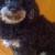 tosca