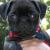 Briscoe
