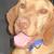 Gertie