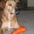 Chance (aka Sir-Stinks-A-Lot, aka Chanceykin-Poo-Poo-Head)