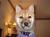 FOXI