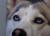 Sydney  (Huskabeep)