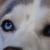 Sydney  (Huskabeep)