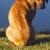 Chiana