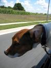 JEEP DOG!
Joolz would hang outside the jeep, flying Underdog-style, wherever we go, if I would let her, I swear.