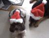Merry Friggin Christmas!!!  Get these stupid hats off of us please!
Pappy & Zoey
Christmas 2008