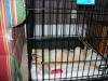 When I was tiny - a rare moment I wasn't barking in my crate...