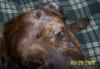 Pic of the head abrasion where he hair is missing in a spot the size of a silver dollar.  You can also see the dent above left of her right eye.