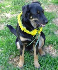 Inka