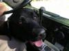 golf cart dog