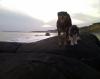Frick & Frack love the beach :)