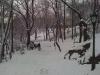 Dogs playing in the snow in the run! Dogs playing in the snow in the run!