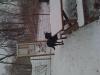 Guffman playing hide and seek in the snow! Guffman playing hide and seek in the snow!