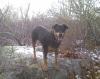 Zoey...the perfect rottie