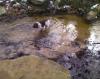 Of course he jumped in...its only 20 degrees