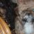 Chester and Ollie